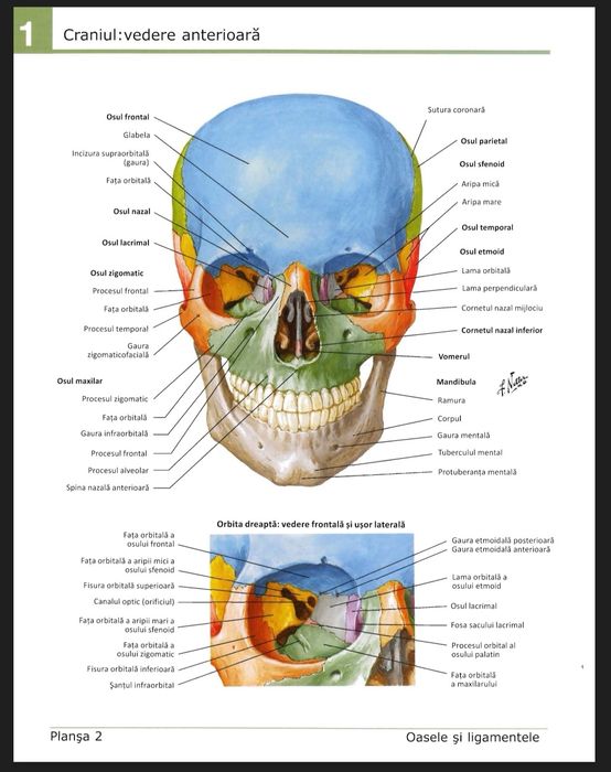 Atlas Anatomie - Frank Netter