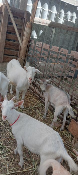 Заанен, Алпй ешкілер , лақтар сатылады