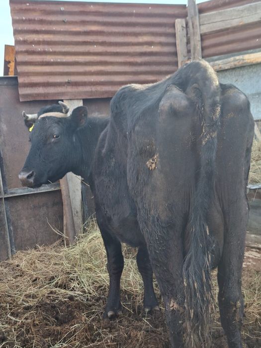 Продам корову ..