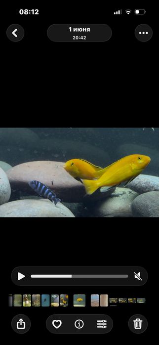 yellow toza qon oila