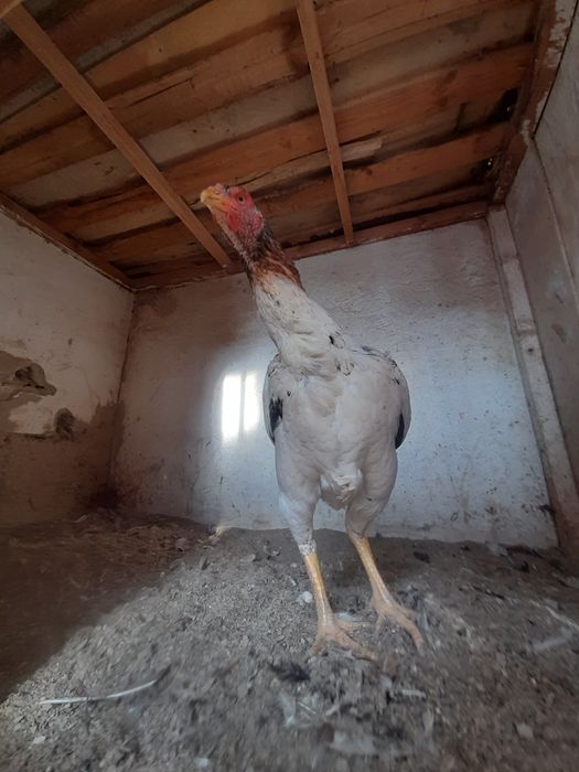 Dakan xoroz tovuqlar bor