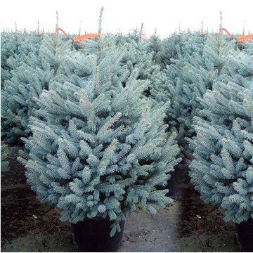 Услуга садовник всех направление зелёным сфере