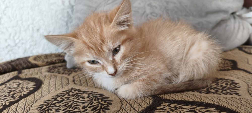 Отдам котёнка мальчик