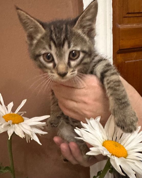 Отдам котят в добрые руки