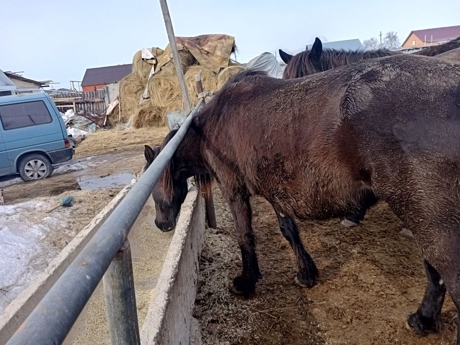Продам жерёбая кабылка