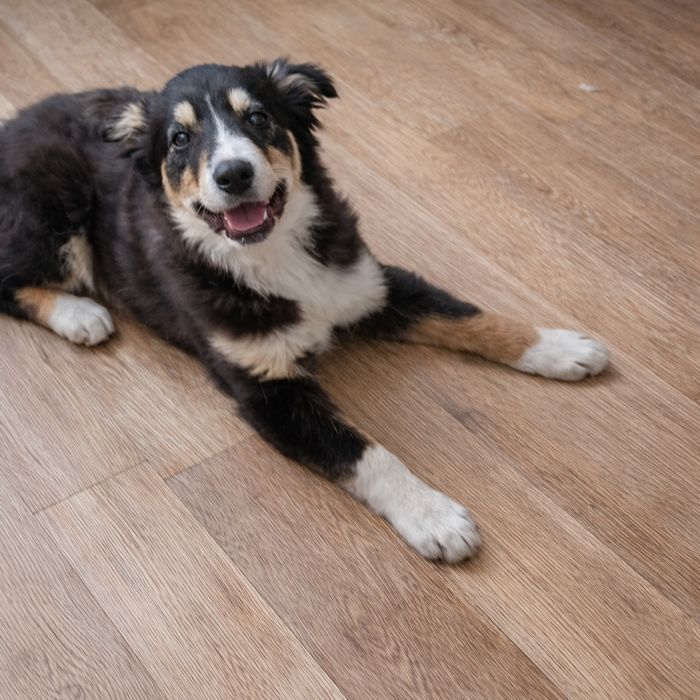 Щенок в поиске любещей семьи.