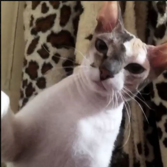 Нужен жених срочно не дорого