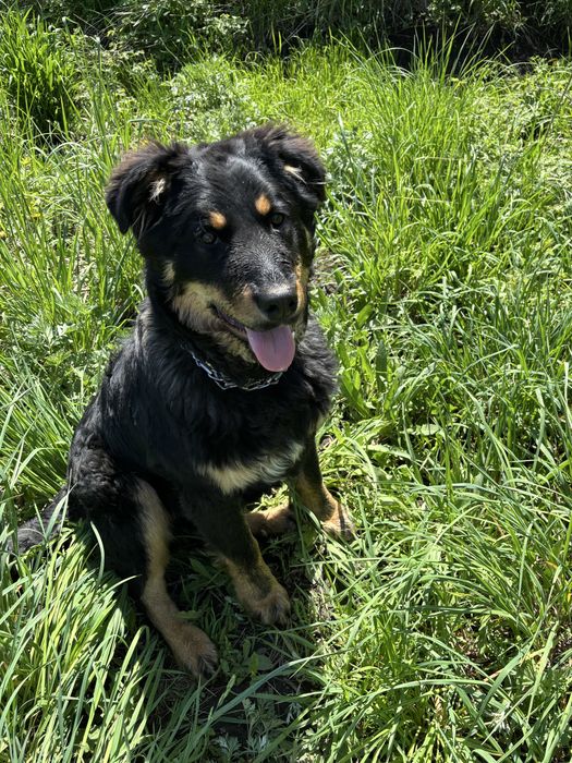 породистая собака отдаем в хорошие руки