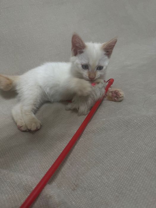 Отдается котенок (мальчик) 2 месяца