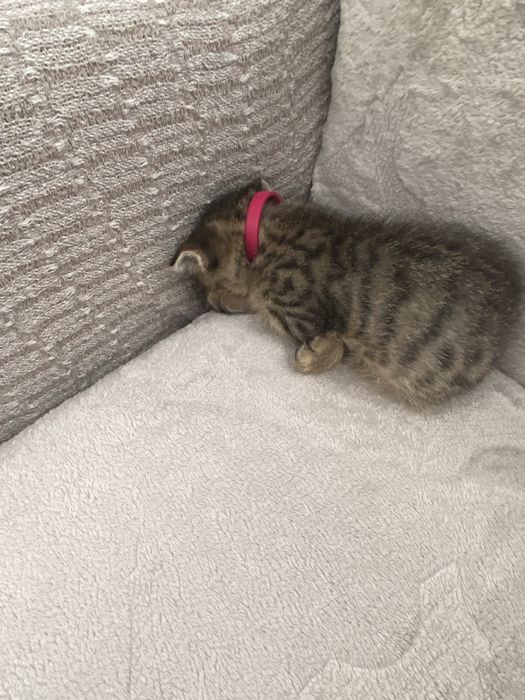 котенок Вислоухо