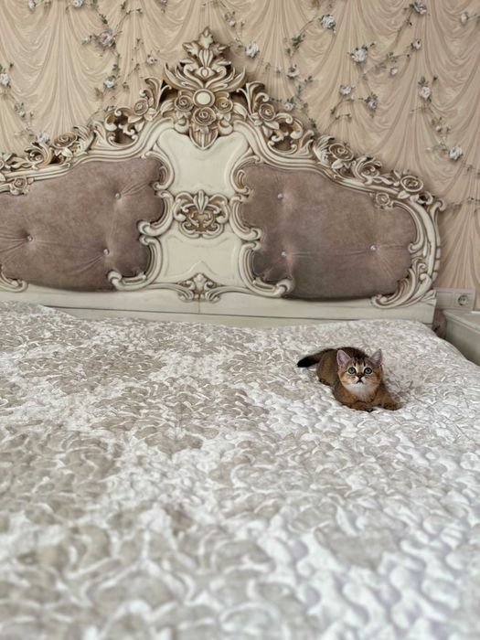 British shorthair băiețel