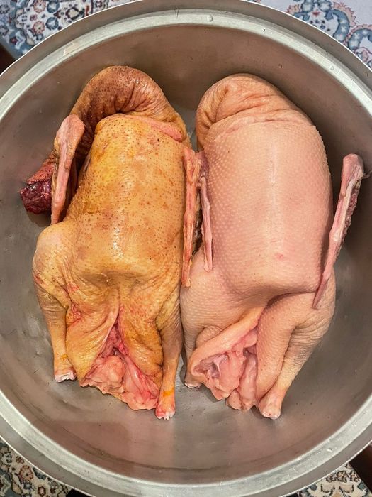 Продажа гусей домашний