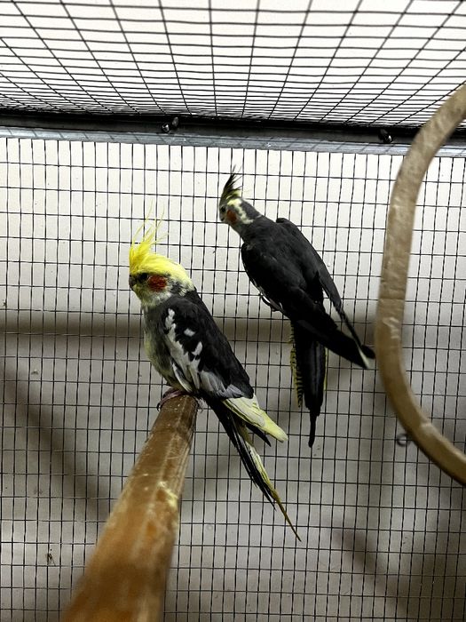 Попугаи корелла,