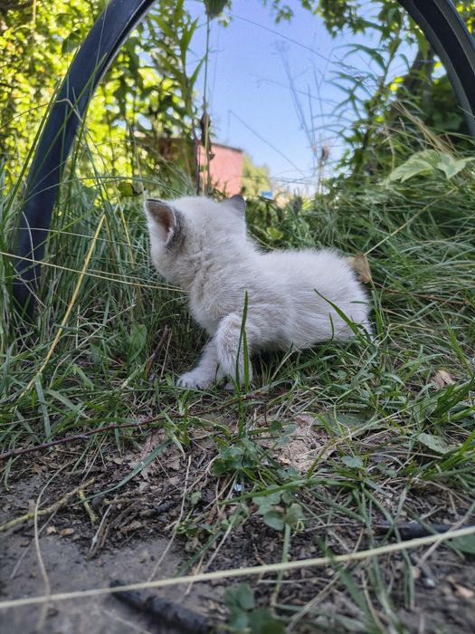 Отдадим котят  в добрые руки