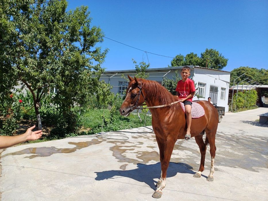 Продаётся английский чистокровный жеребец
