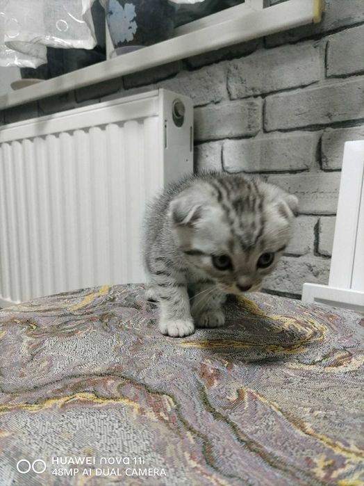 Котята Шотландской вислоухой