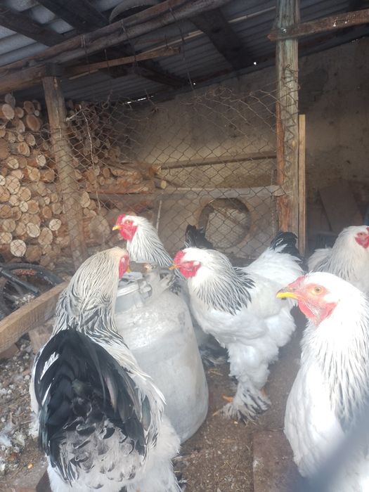 Продам петухов брама