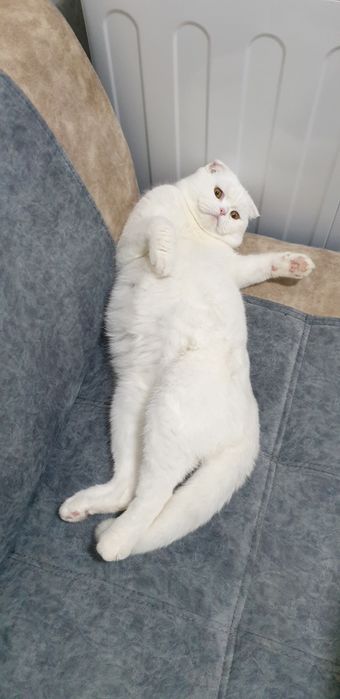 МУШУК СОТИЛМАЙДИ,безовта килманглар мени