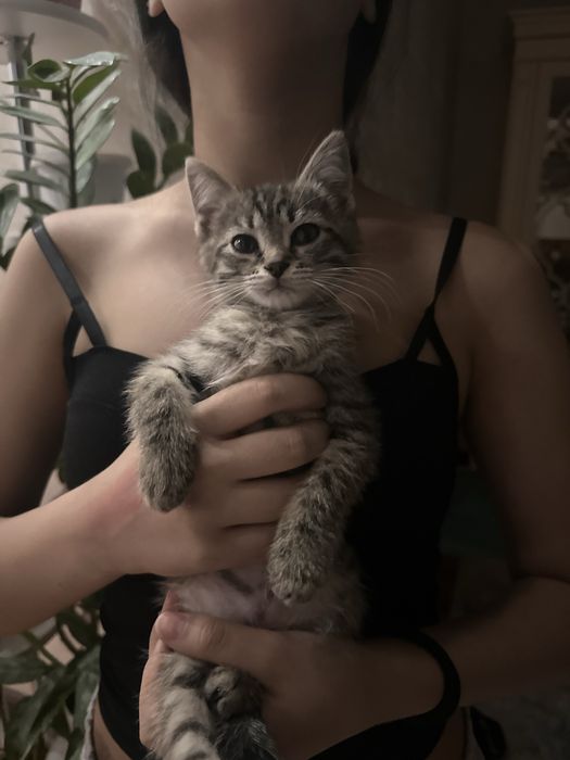 Котонек отдам добрые руки
