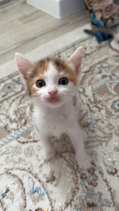 Отдам котят 3дев 1 мальчик