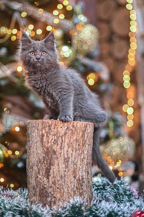 Продавам коте мейн-кун