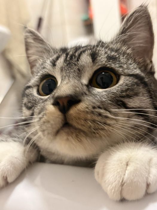 Британский кот за 10тыс