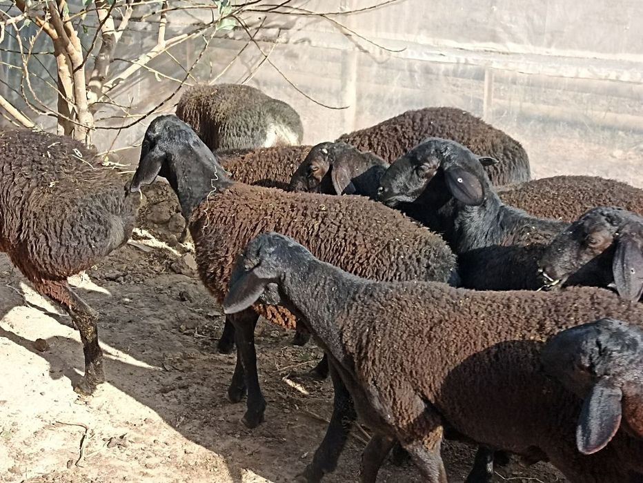 Qõchqorchalar tojigiston qo‘ylari