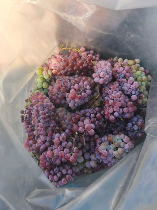 Продавам грозде Памид и Черен мискет.