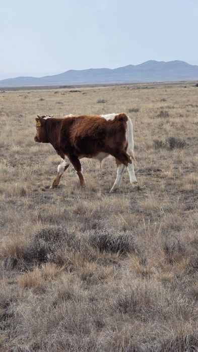 Продам телят, бычков и коров стельных.
