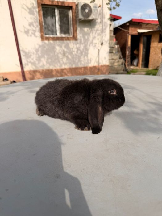 Vând iepuri  de rasa