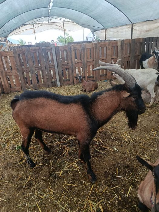 Vând țap alpin francez