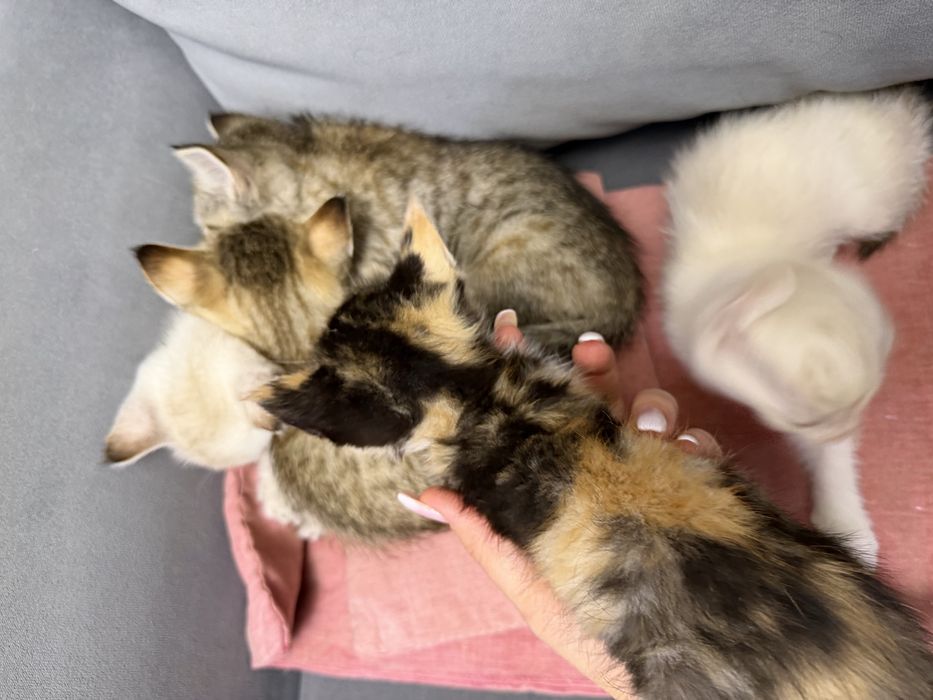 Отдам котят в добрые руки