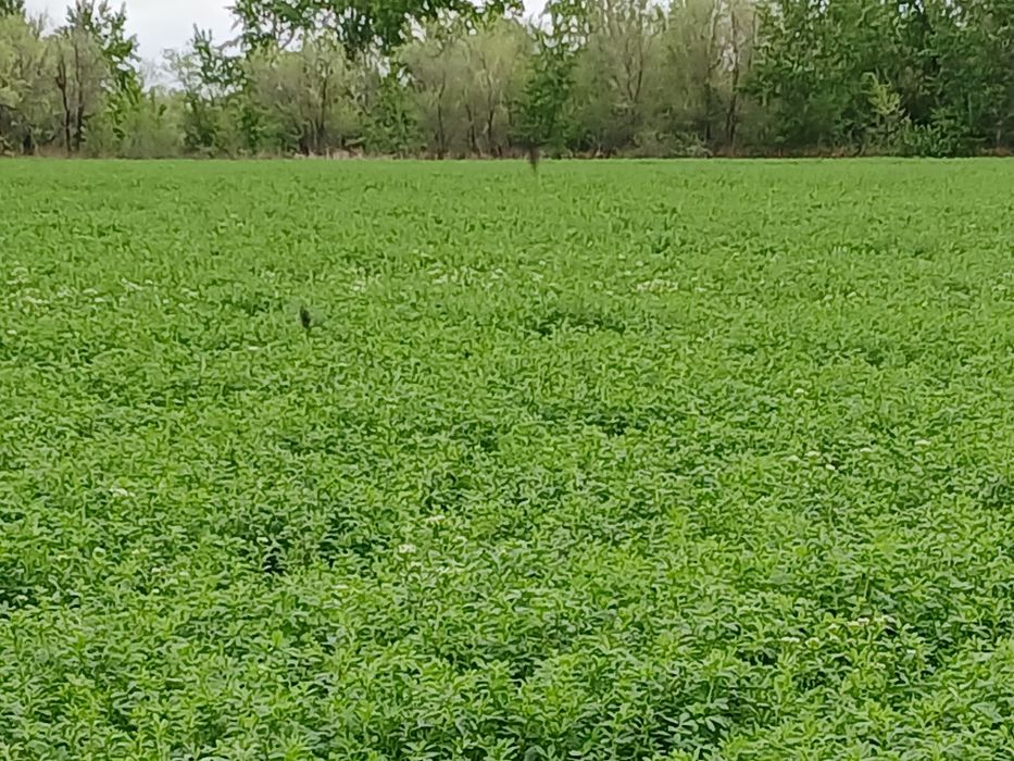 Земельный участок