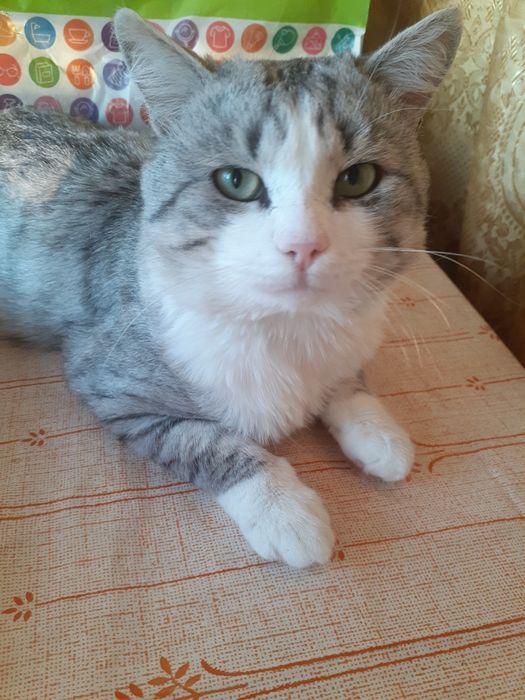 В добрые ручки! Чтобы хорошо кормили и не обижали. Листайте.