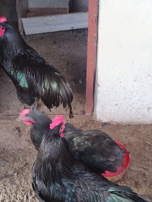Cocos Australorp