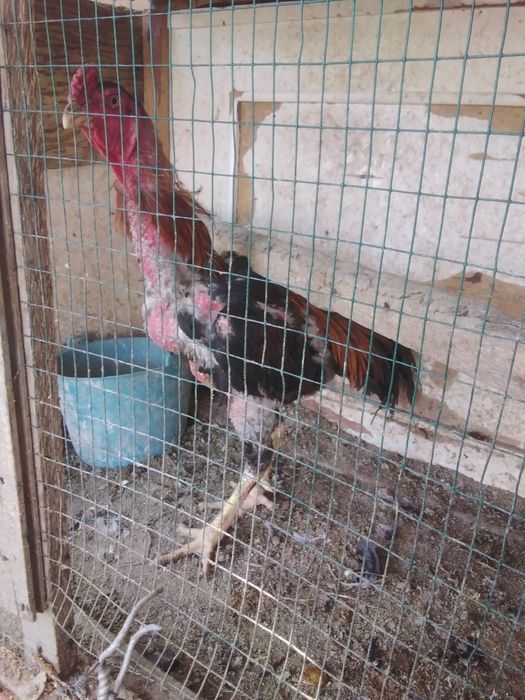 Dakan xo'roz 2ta 1ta brama toza zotli xo'roz sotiladi 300000 so'mdan