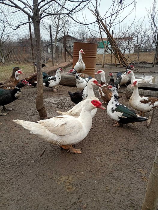 Rate mute de vânzare ,100 lei bucata