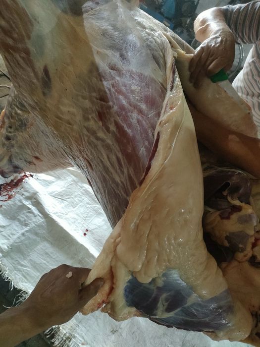 Откорм тай байтал