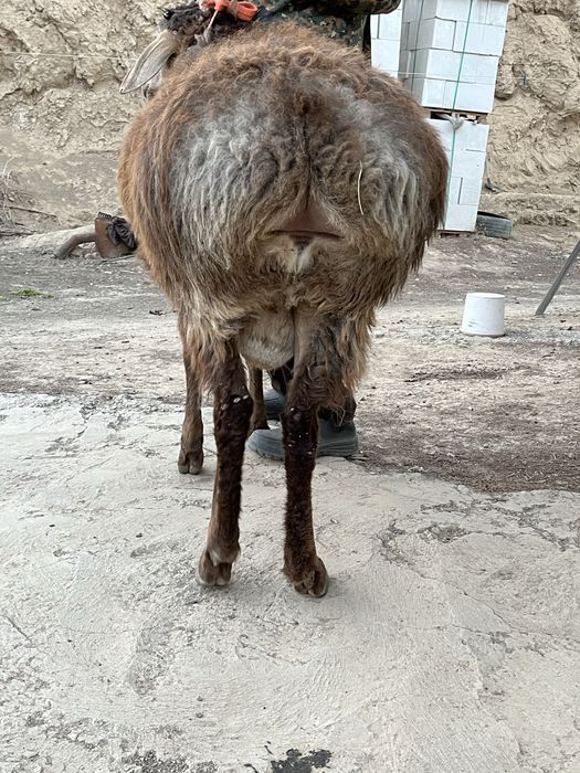 Сатылады арашан қошкар