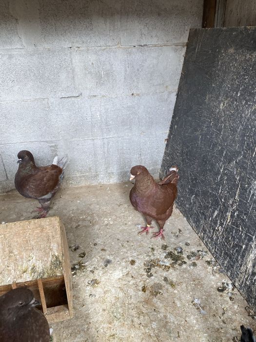 Голуби мальтийская курочка.Кинги.