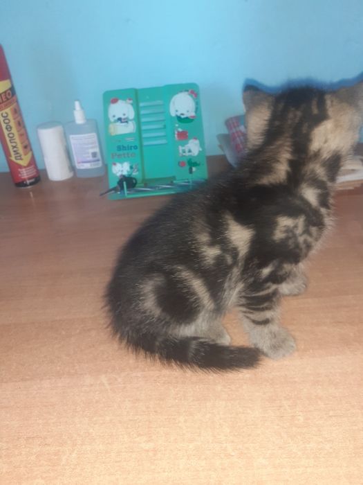 Котята в добрые руки бесплатно