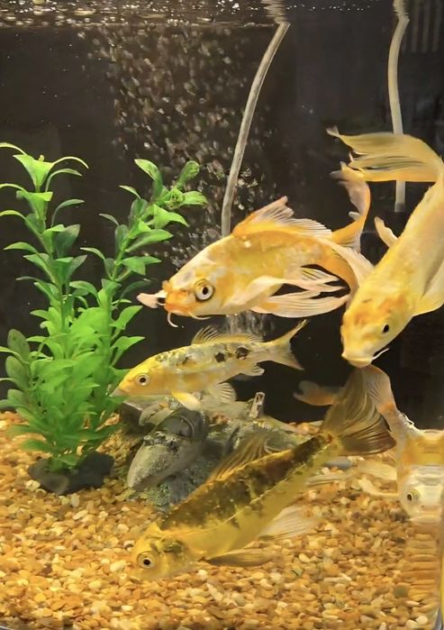 Продам рыбок в аквариум