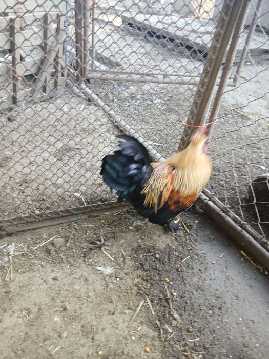 Cocoș plymount rock barat și cocos pitic motat incaltat