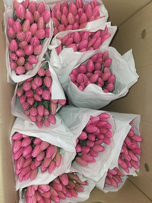 Тюльпаны цена 750 тг 1шт