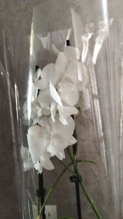 Продам орхидея сортовые