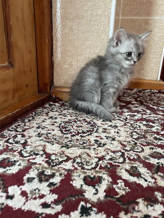 Продаются котята