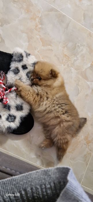 Сладко померанче