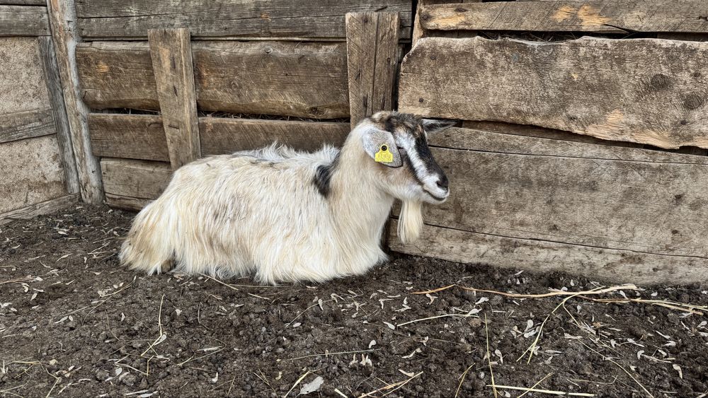 Ешкілер лақтарымен сатылады торг бар