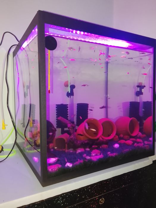 Pashti yangi akvarium sotiladi