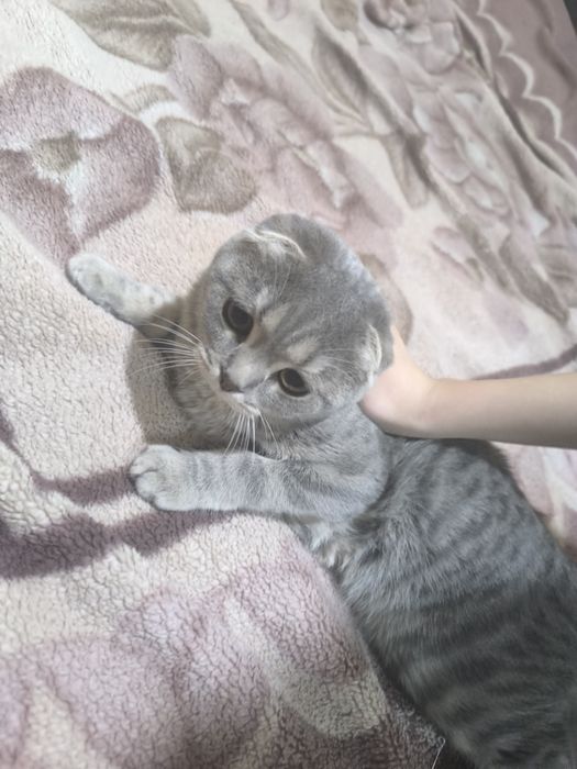 Продаётся кошка пародистий